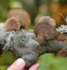 Polyporus brumalis